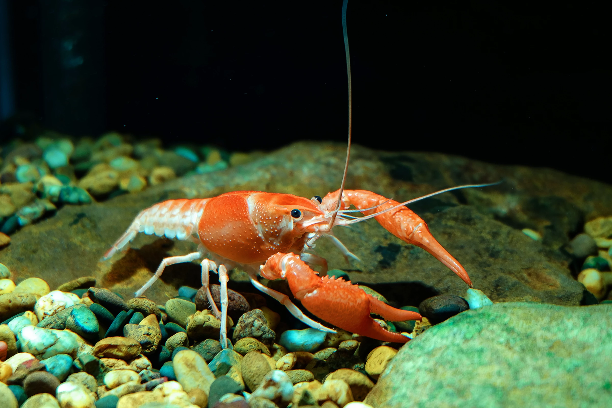 As we’ve seen through recently constructed office buildings in Dubai, bridges in the Netherlands and low-cost housing in Latin America, 3D printing is beginning to shape the way modern structures are formed, and new research could further widen the potential of this technology. Scientists at Australia’s RMIT University have come up with 3D printing technique for concrete that affords it greater strength, by mimicking the curvy patterns found on lobster shells.